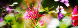 Silk Chiffon Scarf Wildflower Montage - KRE Group